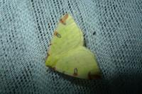 Opisthograptis luteolata