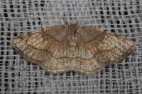 Stegania trimaculata