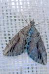 Thera cupressata