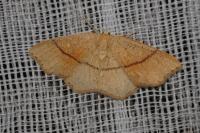 Cyclophora punctaria