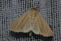 Mythimna pallens