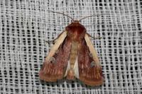 Ochropleura plecta