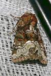 Oligia