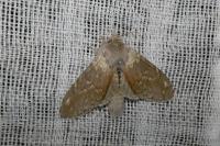 Stauropus fagi