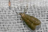 Eccopisa effractella