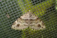 Mesotype didymata