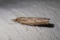 Pediasia contaminella