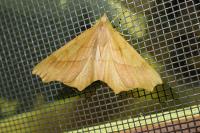 Ennomos quercinaria