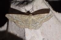 Scopula immorata