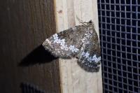 Perizoma alchemillata