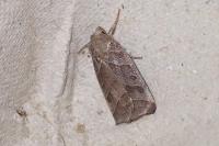 Ipimorpha retusa