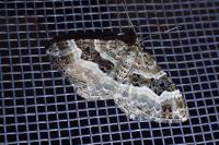 Epirrhoe alternata