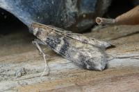 Euzophera pinguis