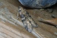 Euzophera pinguis