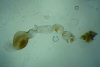 Scoparia subfusca