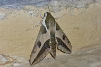 Hyles euphorbiae