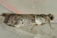 Acrobasis