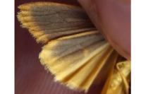 Indalia pygmaeola pallifrons