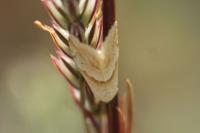 Eublemma parva