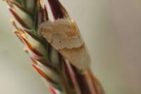 Eublemma parva