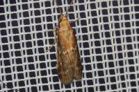 Uncinus obductellus