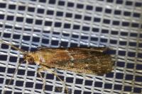 Uncinus obductellus