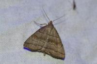 Herminia tarsicrinalis