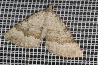 Scotopteryx bipunctaria