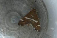 Spoladea recurvalis