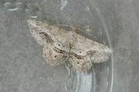 Chiasmia aestimaria