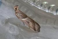 Nyctegretis lineana