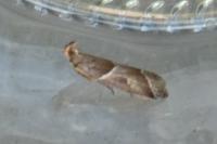 Nyctegretis lineana
