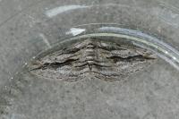 Ecleora solieraria