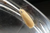 Wittia sororcula