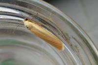 Wittia sororcula