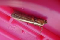 Etiella zinckenella