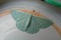 Phaiogramma etruscaria