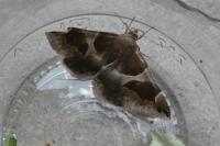 Dysgonia algira