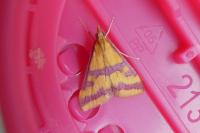 Pyrausta sanguinalis
