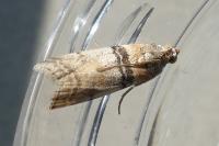 Sciota rhenella