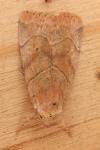 Cosmia trapezina