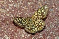 Chiasmia clathrata