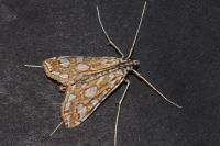 Elophila nymphaeata