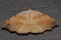 Laspeyria flexula