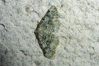 Cleorodes lichenaria