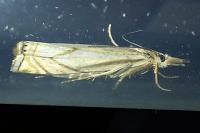 Crambus lathoniellus