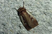 Ochropleura plecta