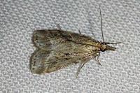 Eudonia pallida