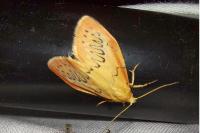 Miltochrista miniata