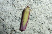 Oncocera semirubella